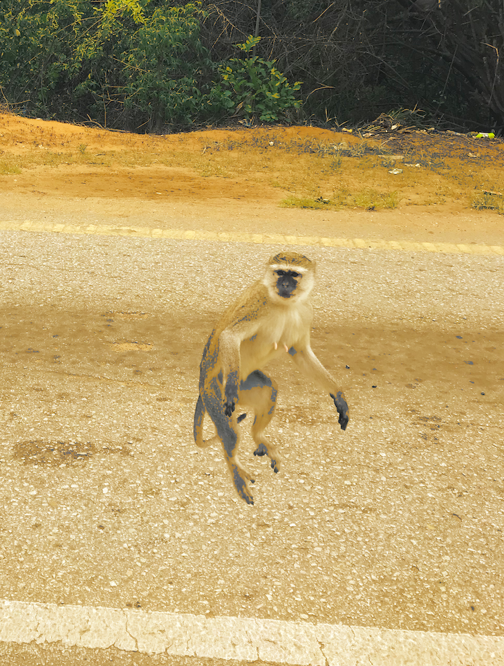 A monkey jumping up in the middle of the road.