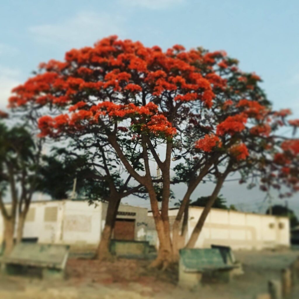 A red acacia in Benguela, Angola